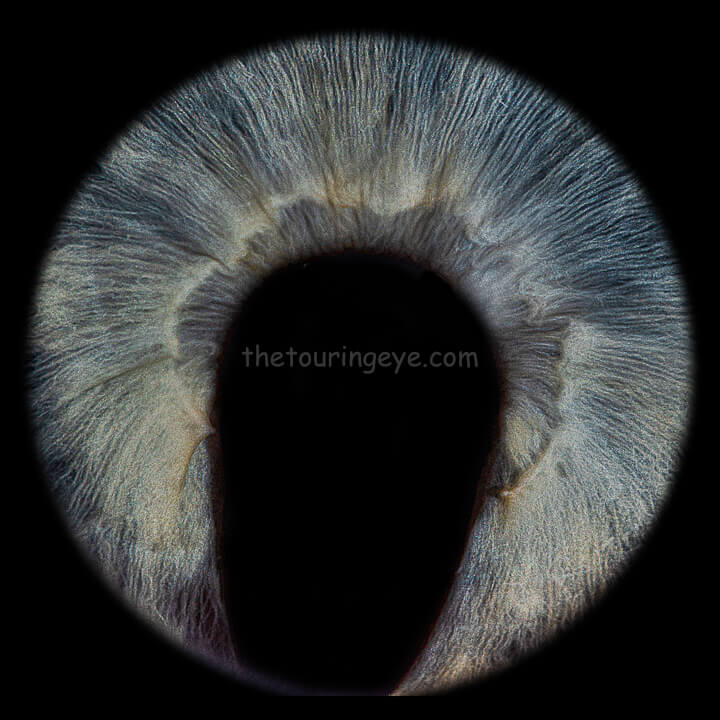 A macro closeup image of a human eye iris showing Coloboma of the pupil. The pupil, rather than being round is elongated downwards almost to the edge of the bottom of the iris. Eyes of Britain. Iris photography. Eye photography. Photography project. UK