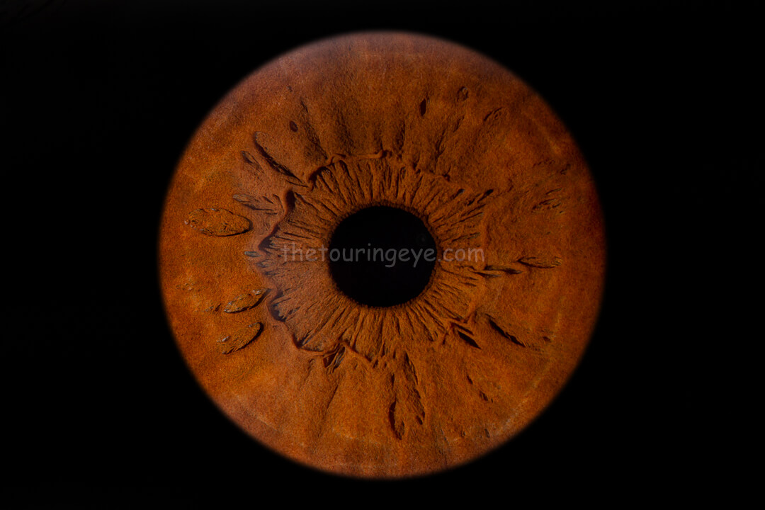 A light brown eye iris. The image is a high detail close up showing just the iris of the eye. The Touring Eye. Iris photography. Eye photography. UK.