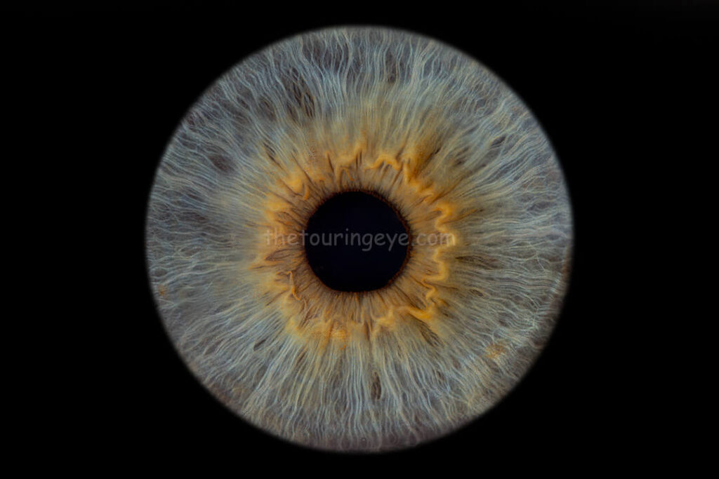 A blue iris with an area of brown which appears as an orangey yellow around the pupil. The image is a high detail close up showing just the iris of the eye. The Touring Eye. Iris photography. Eye photography. UK.