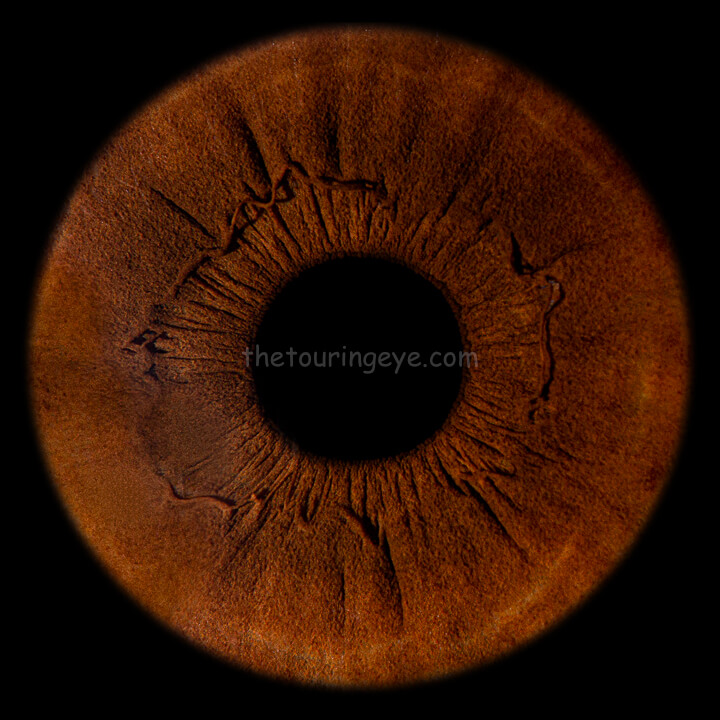 A brown eye iris. The image is a high detail close up showing just the iris of the eye. The Touring Eye. Iris photography. Eye photography. UK.